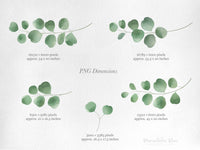 PNG → Eucalyptus Watercolour Graphics Set of 5 Elements (Free for commercial use included)