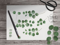 PNG → Eucalyptus Watercolour Graphics Set of 5 Elements (Free for commercial use included)